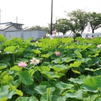 今朝早く、今川の花池に蓮の花の開花を見に行って来ました、通勤ラッシュに出会い、思う様に進まず、イライラ爺は、現地到着までに体力消耗為て、思う様に蓮の花と向き合え無かった。