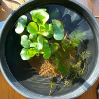 メダカが消えた。