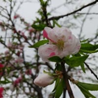  goo blog　サービス終了