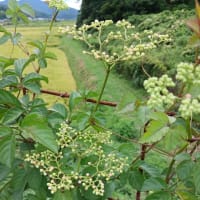 やっと秋の気配が