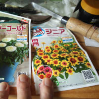 お取り寄せしたジニアがナメクジに食われた〜