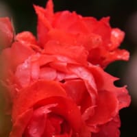 雨の日の近くの花畑