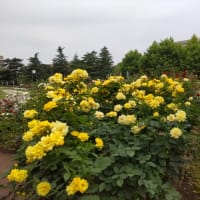 ６月９日鶴舞公園テニスコート