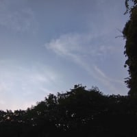 輝いていた苔の空