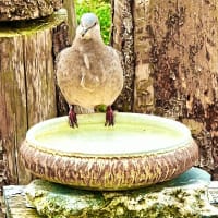 キジバトのキジ子さんが、小鳥用ミニ・プールで喉の渇きを癒しています