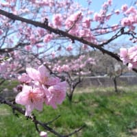 日本の春の桜
