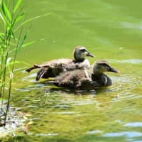 かなり大きくなっていた、カルガモの幼鳥。