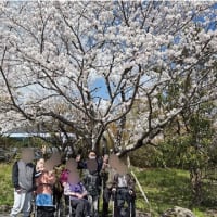 0401*お花見
