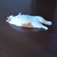 明日は走るので留守になります♪