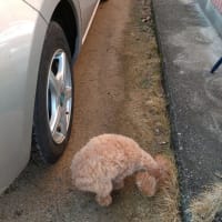 雨のおかげで雪がみーんな解けました(⌒▽⌒)
