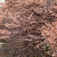 広島の風景～桜ざんまい