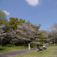 大高緑地-桜の園