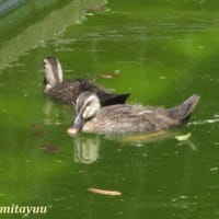 「相武台GP」の雨水池では「カルガモ」の雛が大きく成長す！！