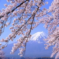 富士と桜（4/17 m）