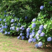 2025真夏の結縁寺へ(7月1日）