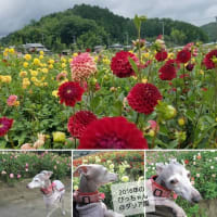 ダリアの花をお供え♪