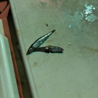 今夜も木更津沖ナイト便
