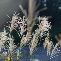 気持ちのよい秋晴れの朝