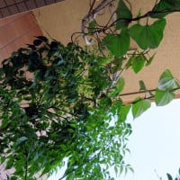 今年も葉っぱのカーテンがベランダで風に揺れるのを見ることが出来そうだ。植木鉢に埋めたムラサキ山芋の小片から茎が4本伸びてきた！