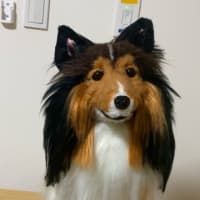ブログ終了！？実物大シェルティ完成✨