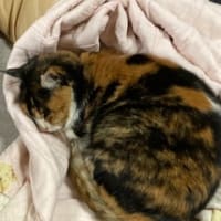 ブログの移行