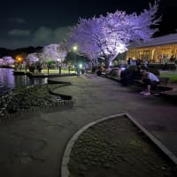 2024年4月13日の千波湖の夜桜