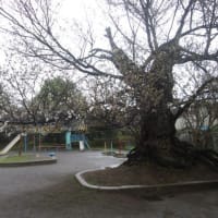 急に咲いた桜