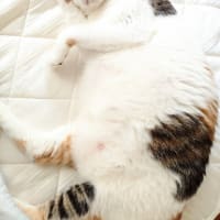 ねねリンちゃん　新しい冷蔵庫