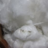 綿の種取り