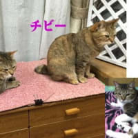 我が家の猫紹介します