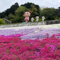 ヤマサの芝桜