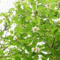 ６月初旬の夏日