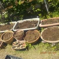 庭のイチゴ跡　耕しました