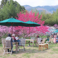 小夜戸・大畑　花桃街道 / みどり市