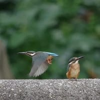  於大公園 ： ランタナ・・・今日のこのはな館は本来のシェルターに戻っていました。