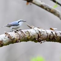 珍しくないゴジュウカラ
