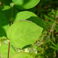 ムサシノキスゲ（武蔵野黄菅）・ハンショウズル（半鐘蔓）・イチヤクソウ（一薬草）・ブタナ（豚菜）・コウゾリナ（顔剃菜）・みに
