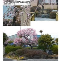 花巡り「梅－318」　幸手市　宝持寺①②
