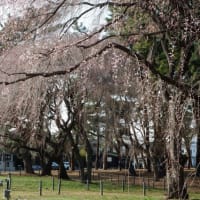 前橋市敷島公園の枝垂れ桜情報　２０２５.０３.２６