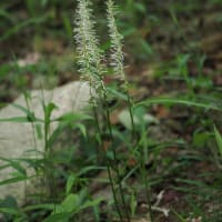 あじさいが咲き始めた六甲高山植物園にて（PartⅢ）