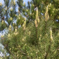クロマツの開花