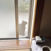 えっ　猫だ