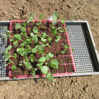 秋キャベツの苗不調ながらも植付け