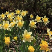 Daffodils in full bloom