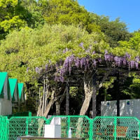 笠間の陶炎祭(ひまつり) に行きました