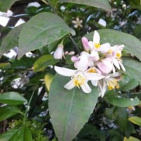 柏葉紫陽花の蕾