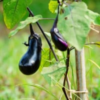 キキョウ、オミナエシの花と茄子の実（足立区都市農業公園 2025.7.6 撮影）