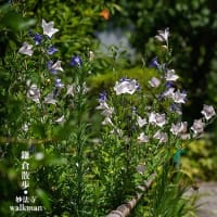 久しぶりの鎌倉。