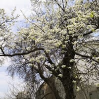 散歩道の風景　2024年3月上旬～桜開花前まで