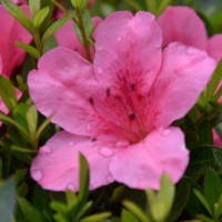 散歩道の花　　　一面に咲くビヨウヤナギの花　　　13
